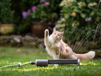 Économies d'eau dans le jardin : est-ce que vous savez comment arroser avec une houe et une fourche?