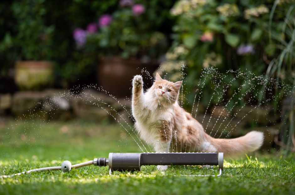 Économies d'eau dans le jardin : est-ce que vous savez comment arroser avec une houe et une fourche?