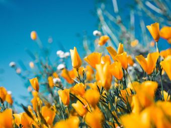 Printemps dans le jardin