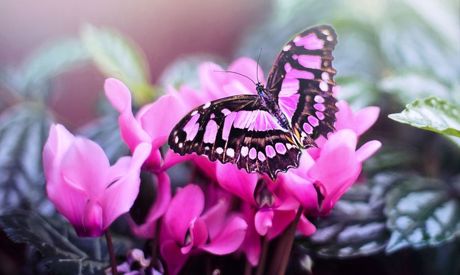 Printemps bien avancé, il faut se préparer aux insectes