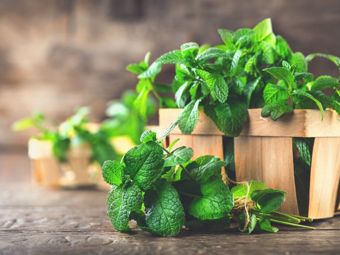 Les meilleures plantes pour le jardin et le balcon