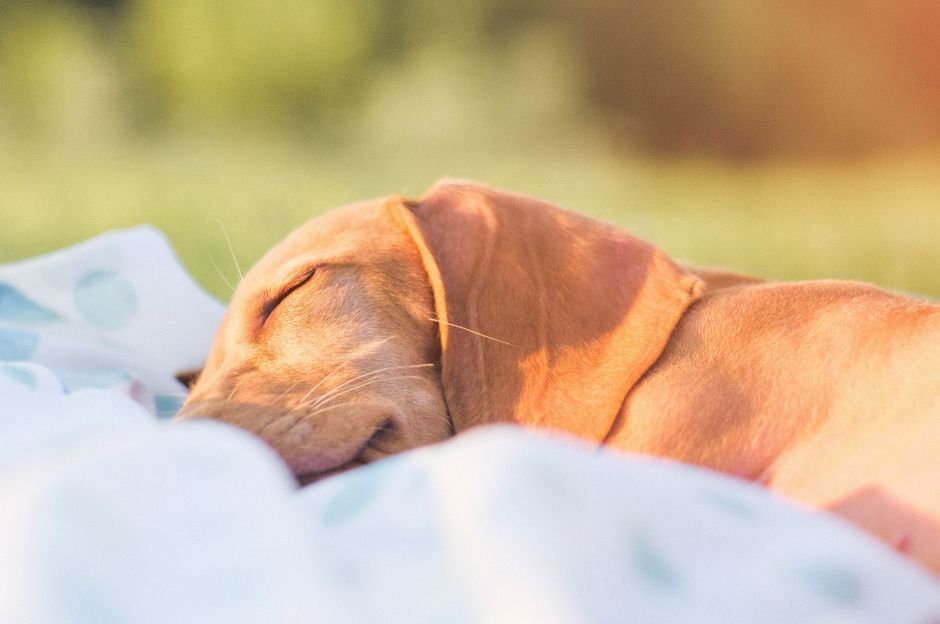 Relaxez-vous dans le jardin 1ière partie – relaxation dans le jardin