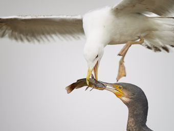 Protection contre les voleurs: assurez la protection des fenêtres, des portes et des balcons