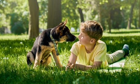 Jardin pour les animaux: chats, chiens et cochons d’Inde