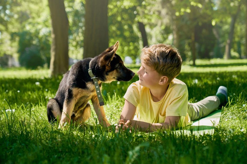 Jardin pour les animaux: chats, chiens et cochons d’Inde