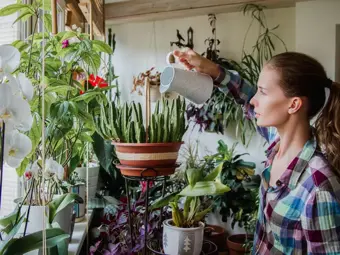 On choisit les plantes pour le jardin d’hiver