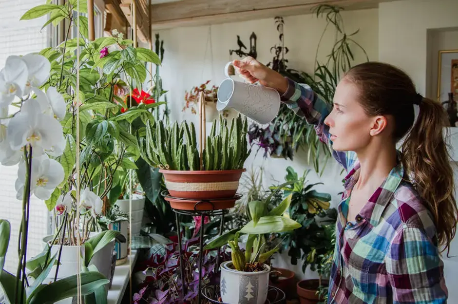 On choisit les plantes pour le jardin d’hiver