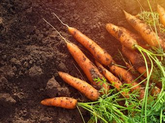 Juillet dans le jardin: quoi semer, quoi récolter et à quoi faire attention?
