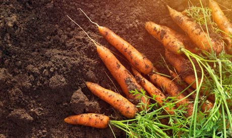Juillet dans le jardin: quoi semer, quoi récolter et à quoi faire attention?