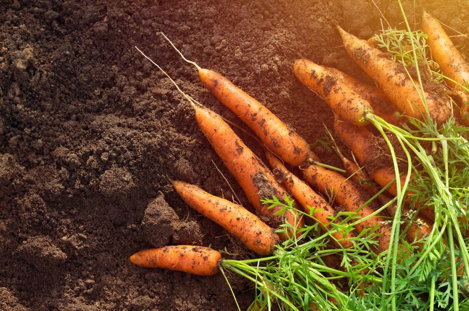 Juillet dans le jardin: quoi semer, quoi récolter et à quoi faire attention?