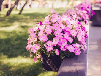 Les meilleures plantes à cultiver sous la pergola