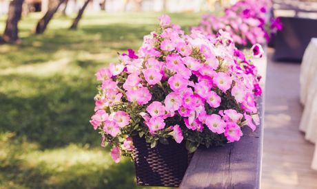 Les meilleures plantes à cultiver sous la pergola