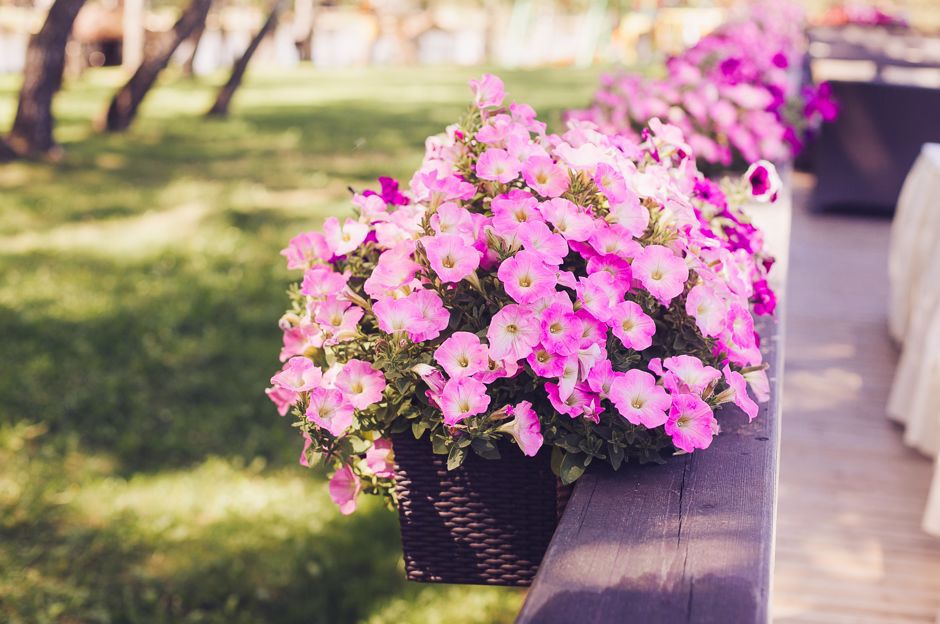 Les meilleures plantes à cultiver sous la pergola
