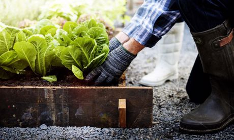 Rotation des cultures: une méthode éprouvée pour augmenter les rendements dans les plates-bandes