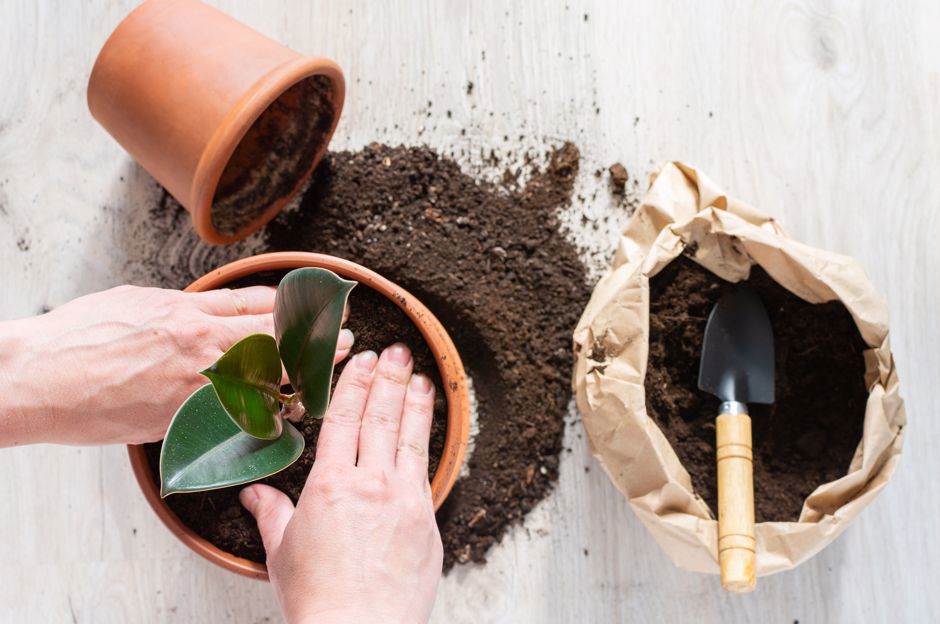 Rempotage printanier des plantes d'intérieur