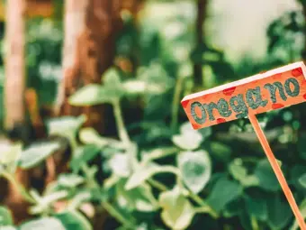 Comment préparer au mieux vos herbes aromatiques pour l'hiver